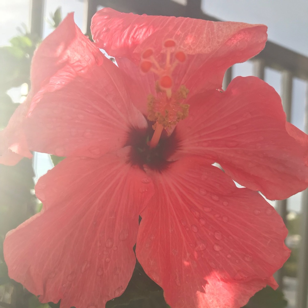 Meet your Posher, Allyson